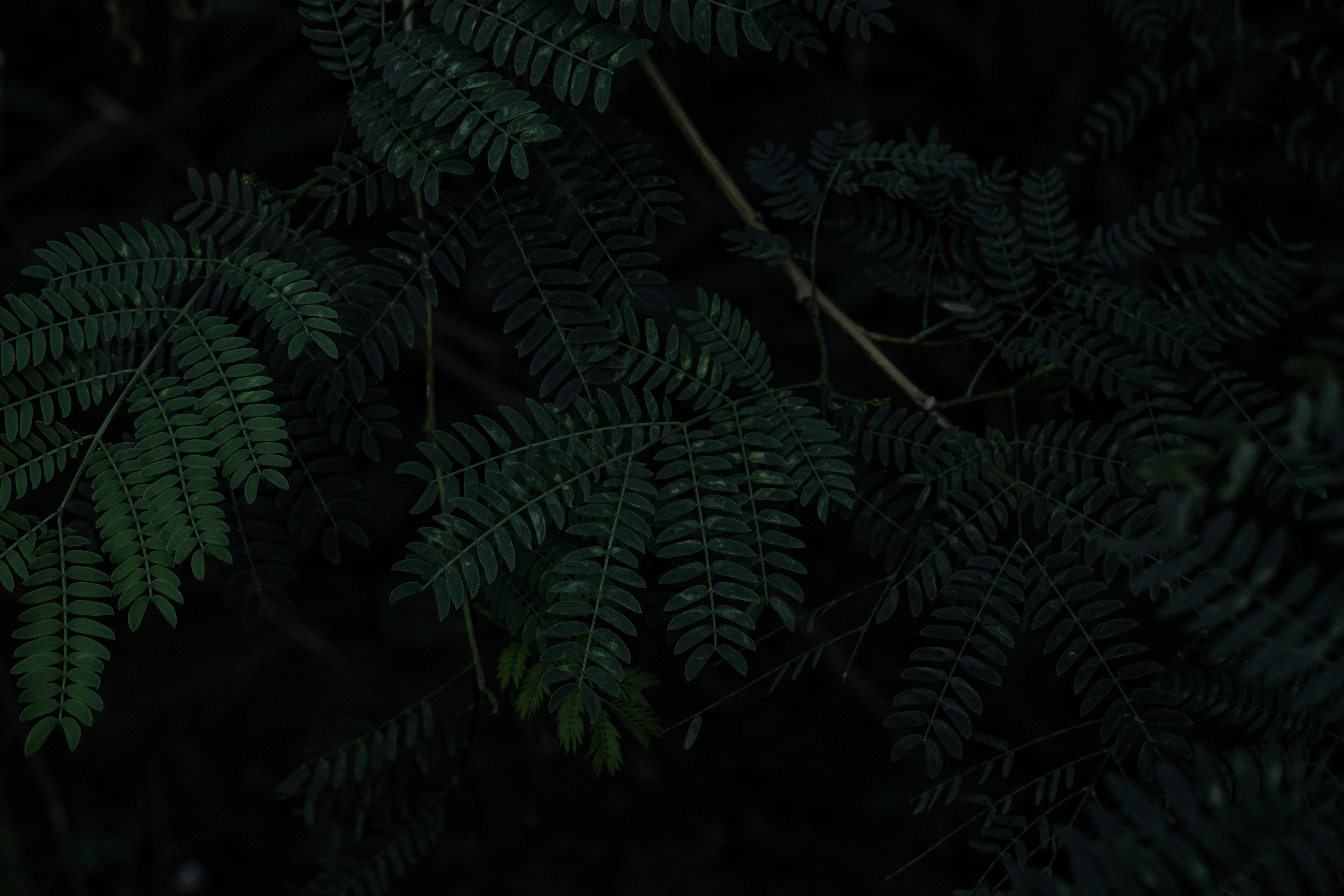 Photo by muhammad_shaheer