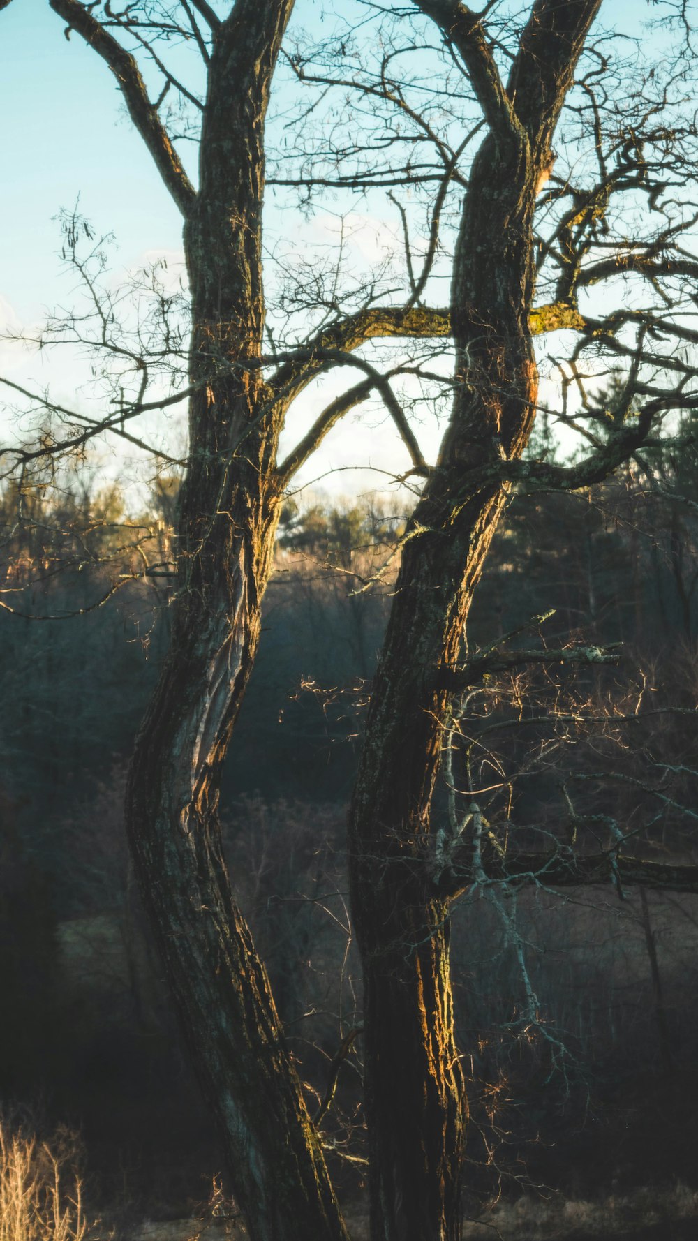 brown leafless tree on gray ground