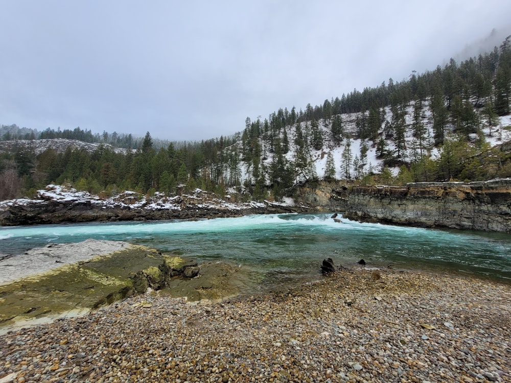 green pine trees beside body of water during daytime