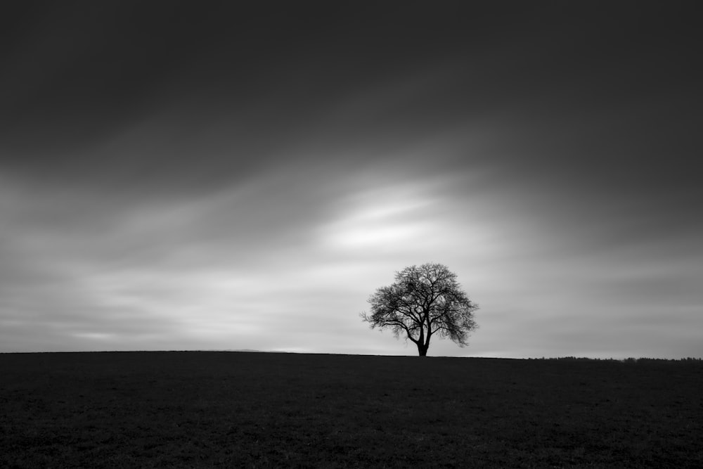 Foto en escala de grises de un árbol en un campo de hierba