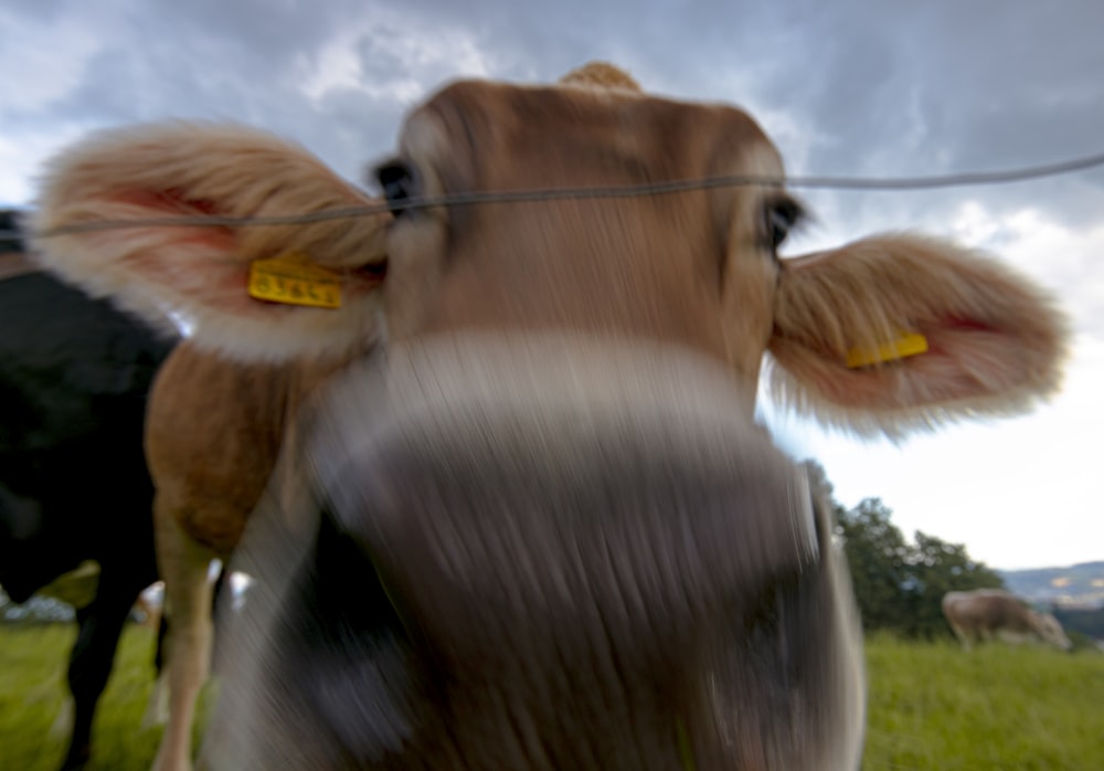 brown cow with orange hat