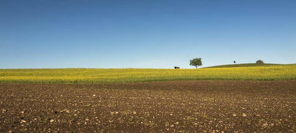 green grass field under blue sky during daytime