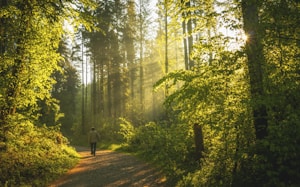 person in black jacket walking on pathway between green trees during daytime