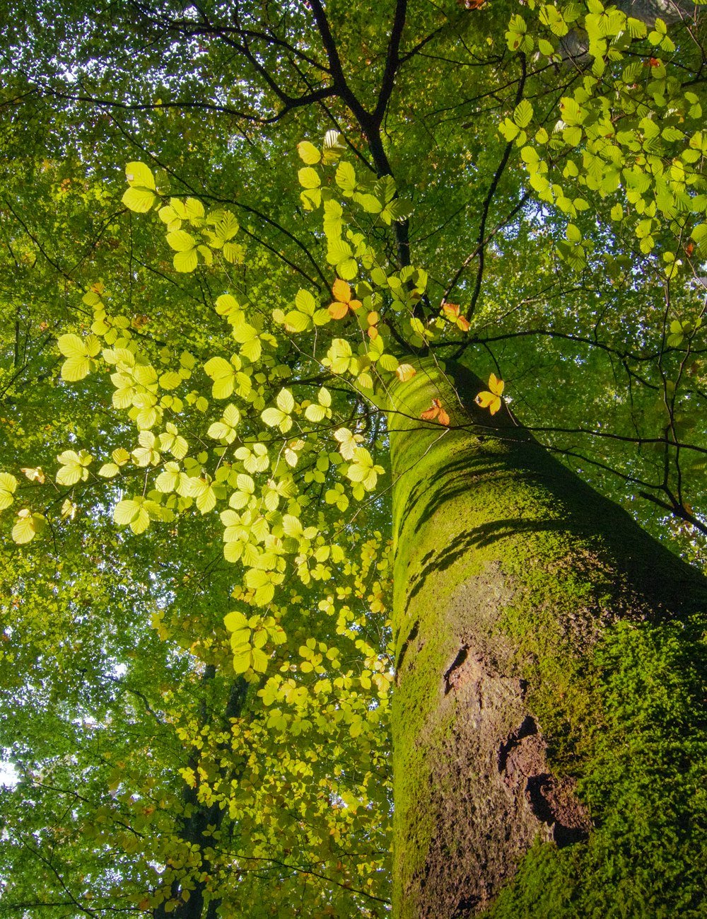 green tree with yellow leaves
