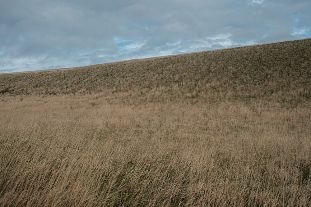 brown grass field under blue sky during daytime