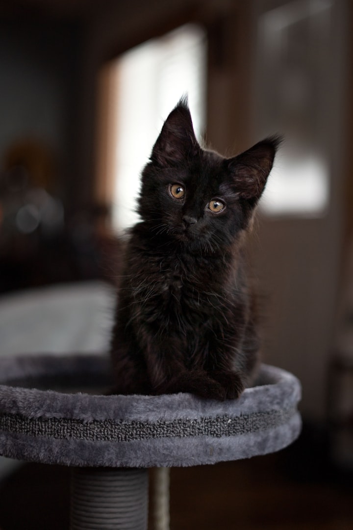 Lucky Black Kitten