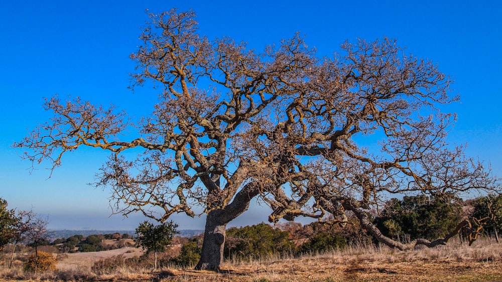 brown leafless tree on brown grass field during daytime