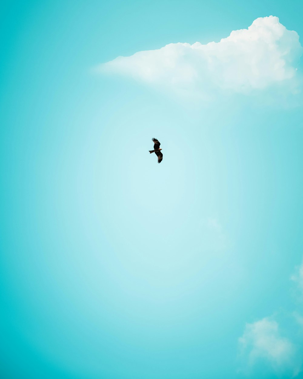 black bird flying under blue sky during daytime