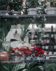 Several potted plants are arranged on shelves inside a shop window, featuring vibrant red flowers and lush green foliage. The glass shows reflections and raindrops, creating a slightly blurred effect. The background is out of focus but suggests a busy interior with more plants and decorative items.
