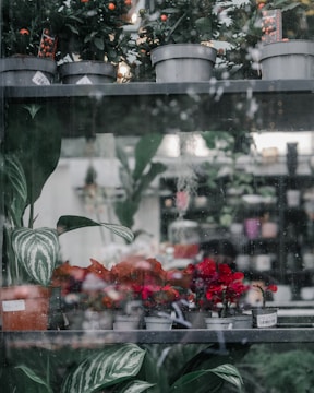 Several potted plants are arranged on shelves inside a shop window, featuring vibrant red flowers and lush green foliage. The glass shows reflections and raindrops, creating a slightly blurred effect. The background is out of focus but suggests a busy interior with more plants and decorative items.