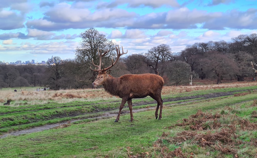 brown deer on green grass field under blue and white cloudy sky during daytime