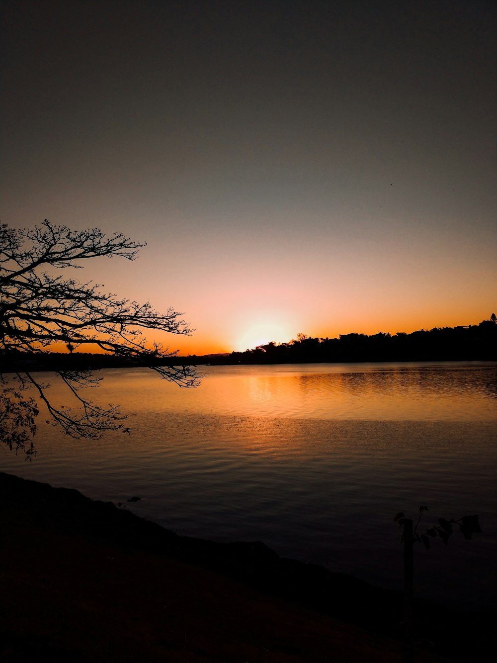 silhouette of trees near body of water during sunset