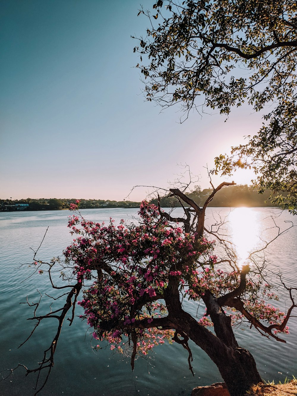 red flowers near body of water during sunset