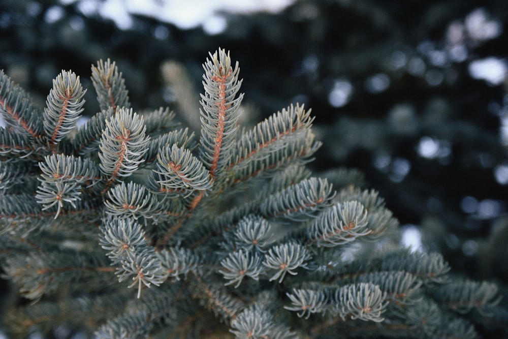 green pine tree covered with snow