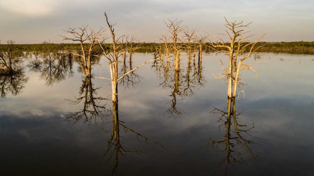 arbre brun sans feuilles sur l’eau