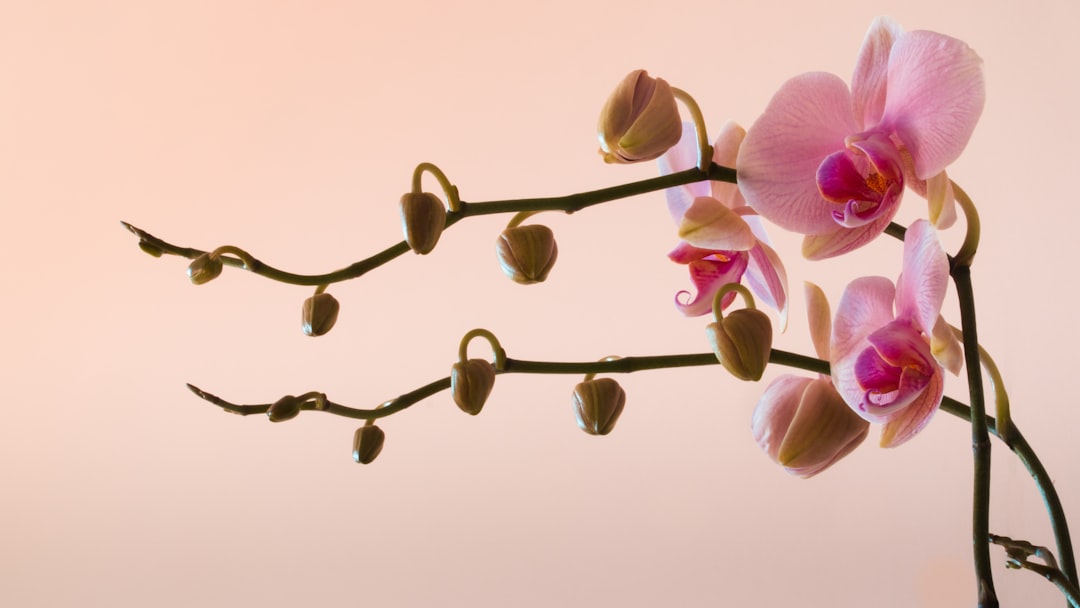 pink moth orchids in bloom during daytime