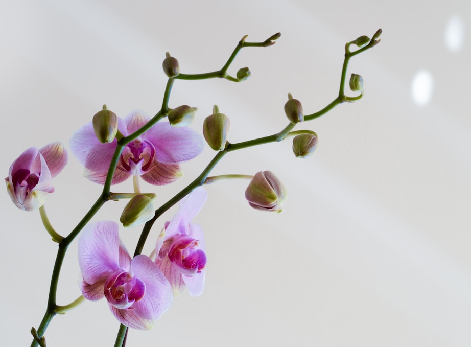purple and white moth orchids in bloom