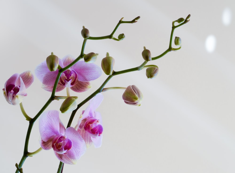 purple and white moth orchids in bloom