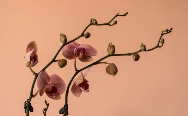 A sculptural orchid arrangement resting on warm taupe linen fabric