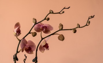 An elegant arrangement of pink orchids with several unopened buds extending from slender, arching stems set against a soft peach background.