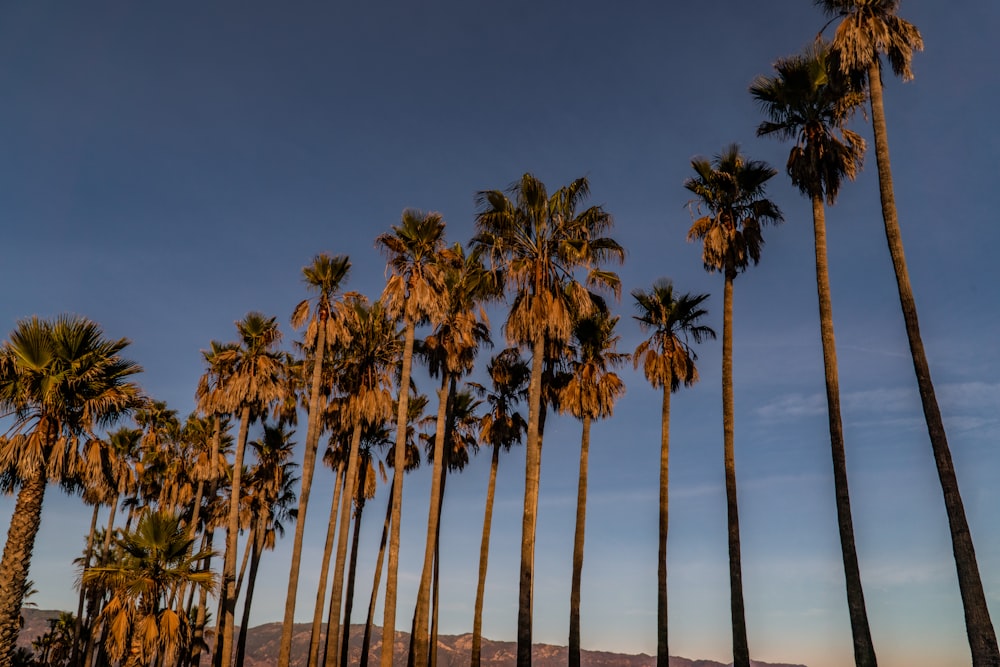 Palmeras bajo el cielo azul durante el día