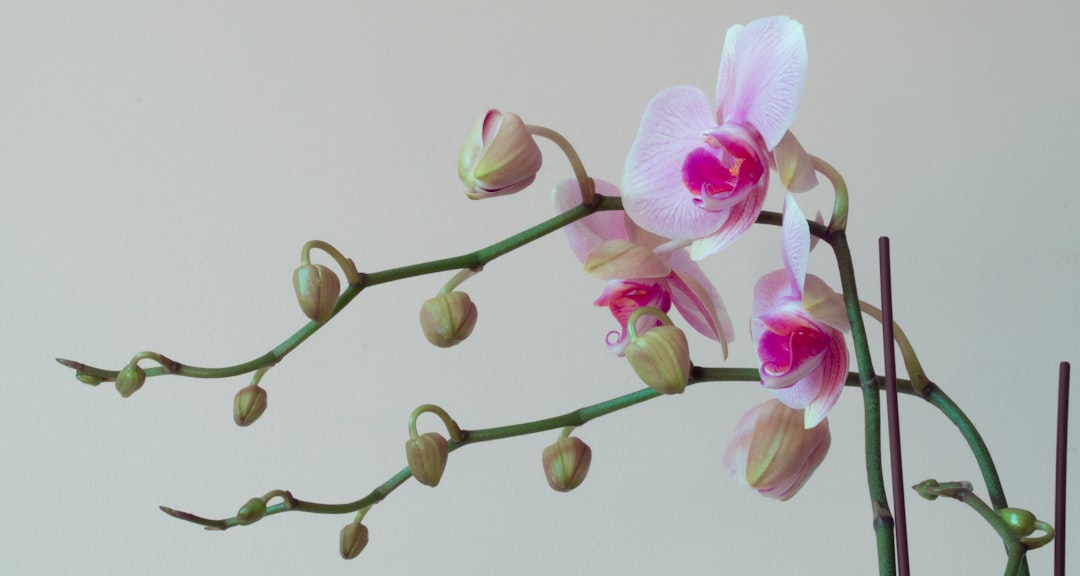 pink and white moth orchids in bloom close up photo