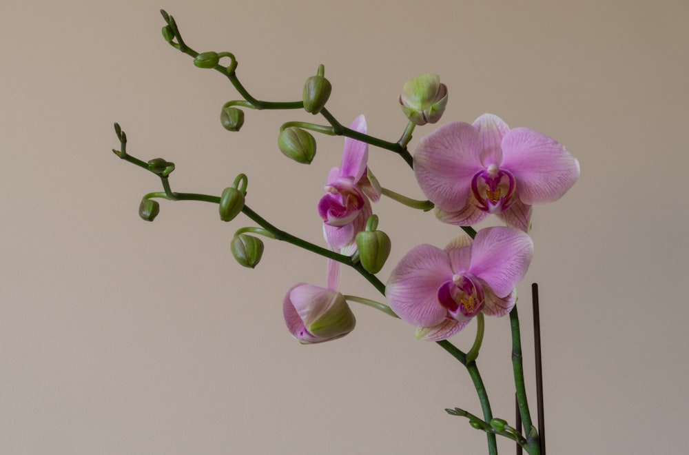 purple moth orchids in bloom
