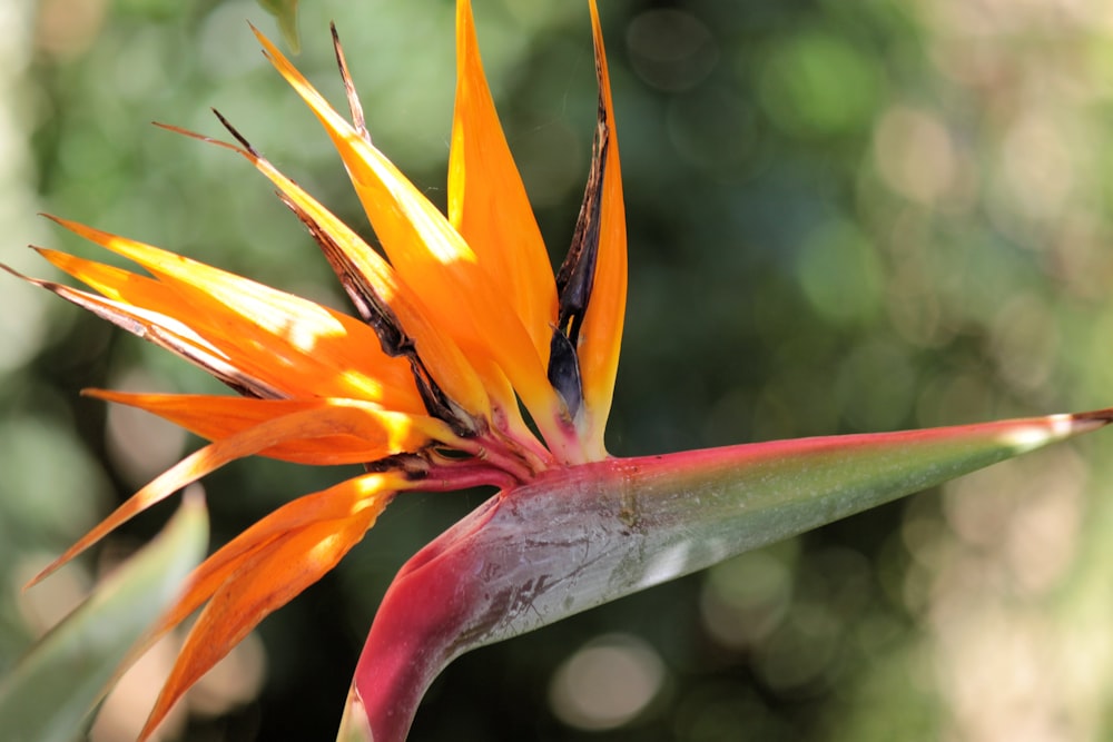 yellow and red birds of paradise in bloom during daytime