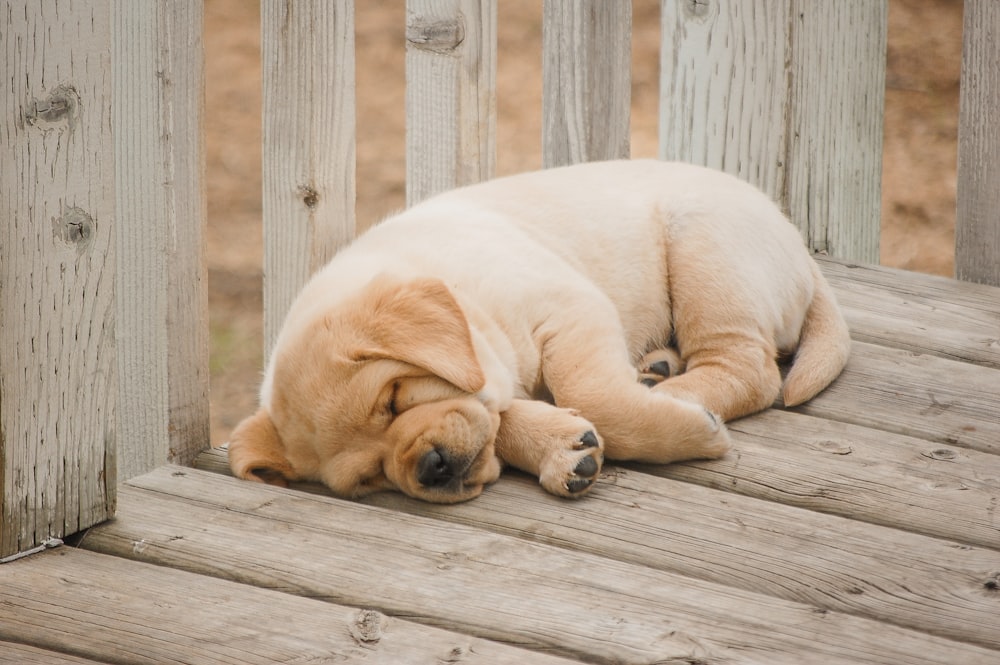 yellow labrador retriever lying on wooden floor