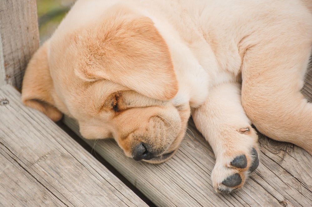 yellow labrador retriever puppy lying on wooden floor