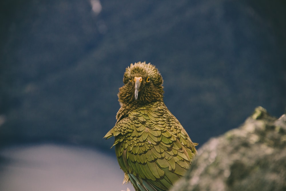 green bird on gray rock