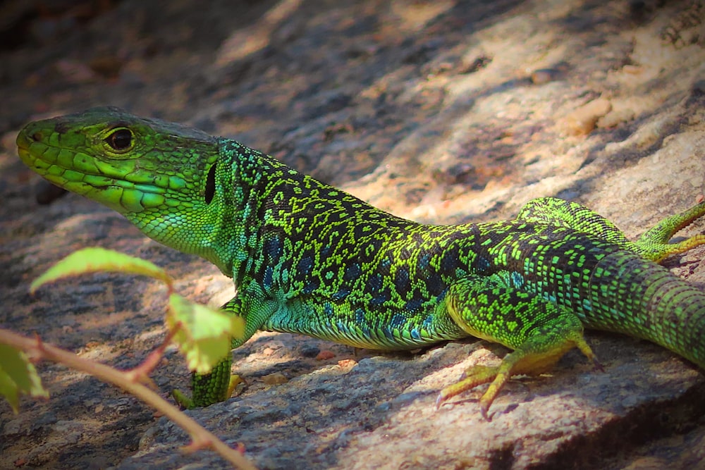 lagarto verde e preto na rocha marrom