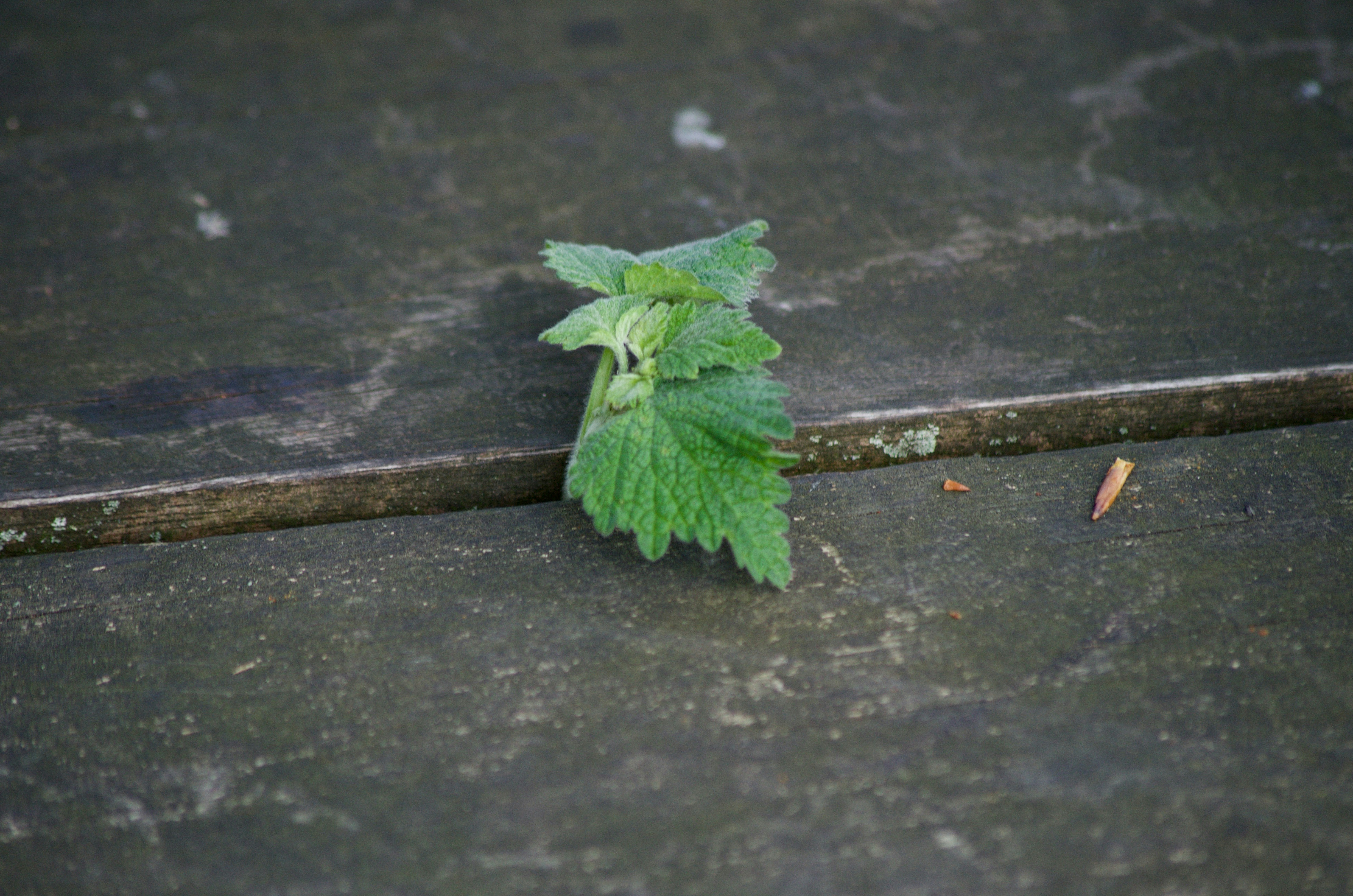 green leaf on black surface