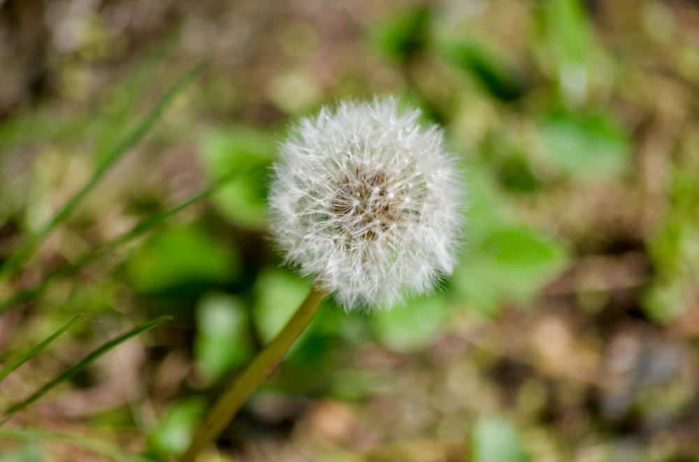 Diente de león blanco en fotografía de primer plano