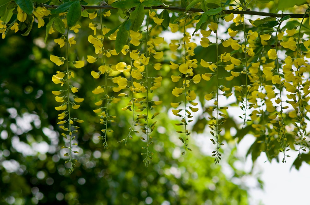 fleurs jaunes avec des feuilles vertes pendant la journée