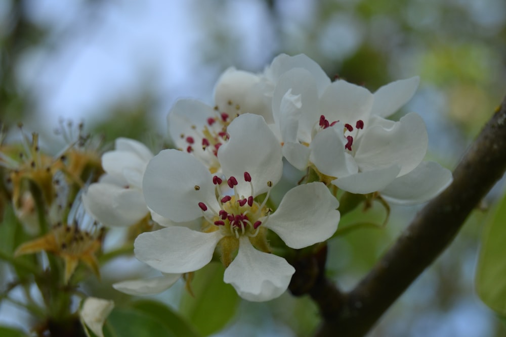 white cherry blossom in close up photography