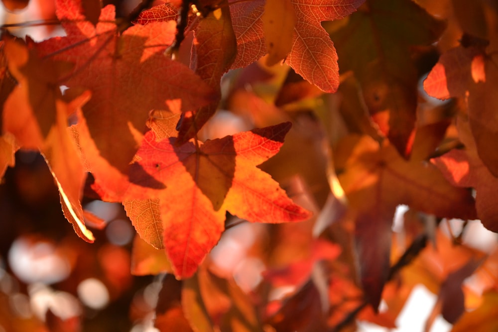 red and brown maple leaves