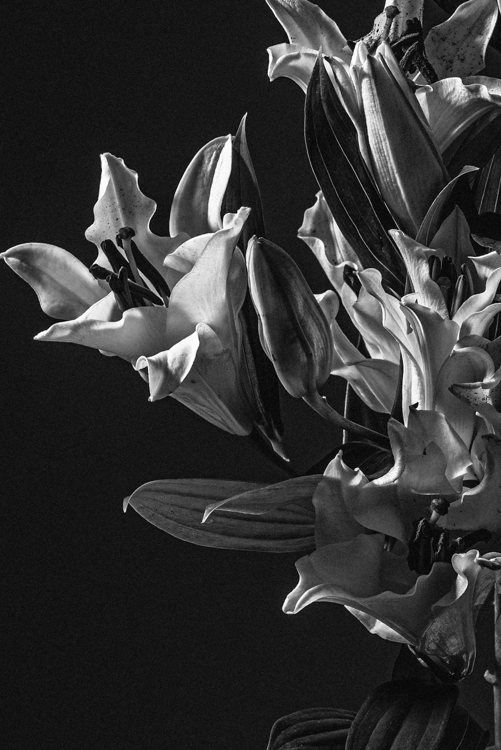 fleur blanche et noire sur fond noir photo – Photo Gris Gratuite sur  Unsplash