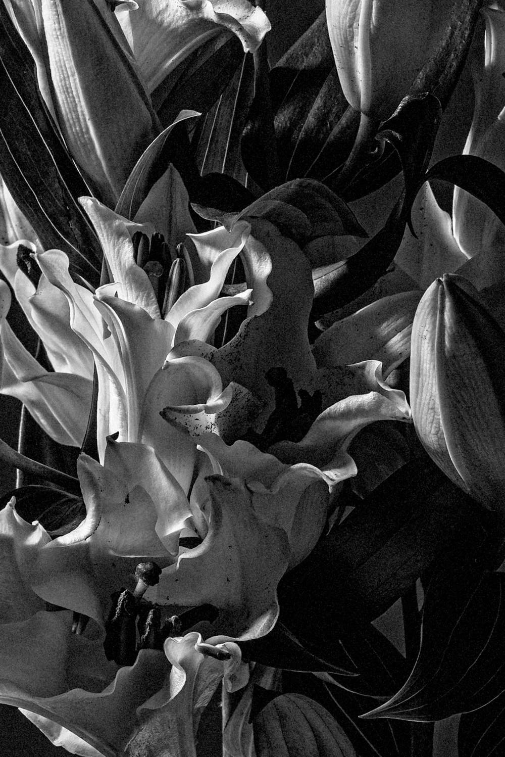 흰색과 검은 색 꽃을 클로즈업 사진