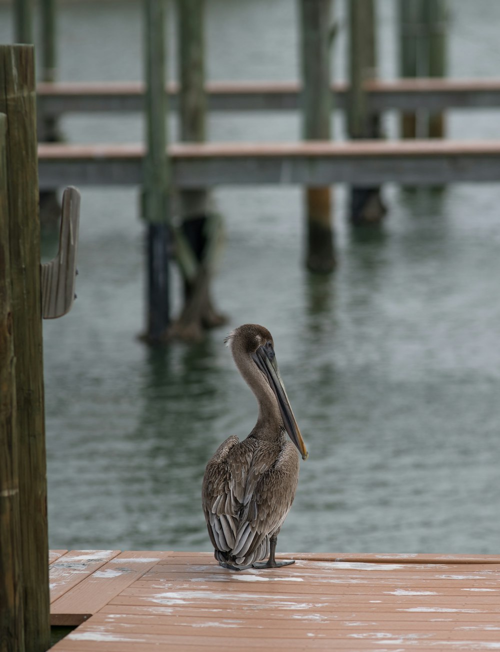 brown pelican on brown wooden dock during daytime