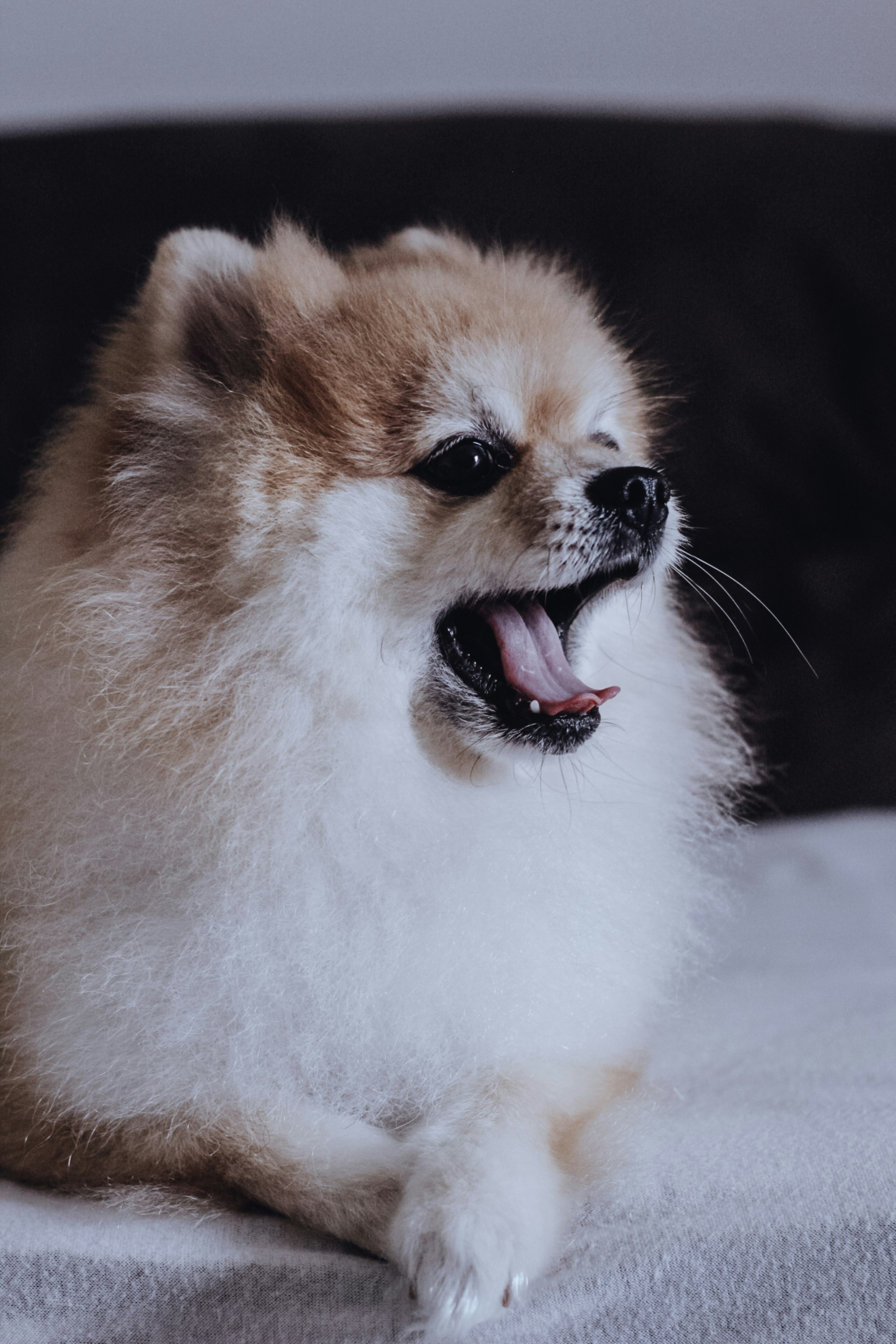 茶色と白のポメラニアンの子犬の写真 Unsplashで見つける動物の無料写真