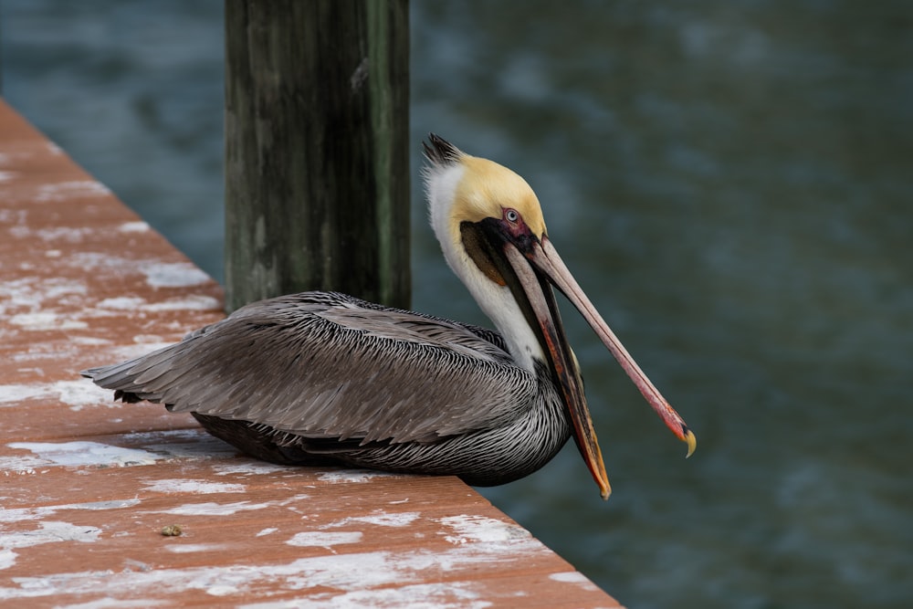 pelican on brown wooden dock during daytime