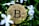 A gold-colored Bitcoin coin is nestled among green leaves and white flowers, indicating a blend of digital currency and nature.