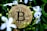 A gold-colored Bitcoin coin is nestled among green leaves and white flowers, indicating a blend of digital currency and nature.