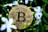 A gold-colored Bitcoin coin is nestled among green leaves and white flowers, indicating a blend of digital currency and nature.
