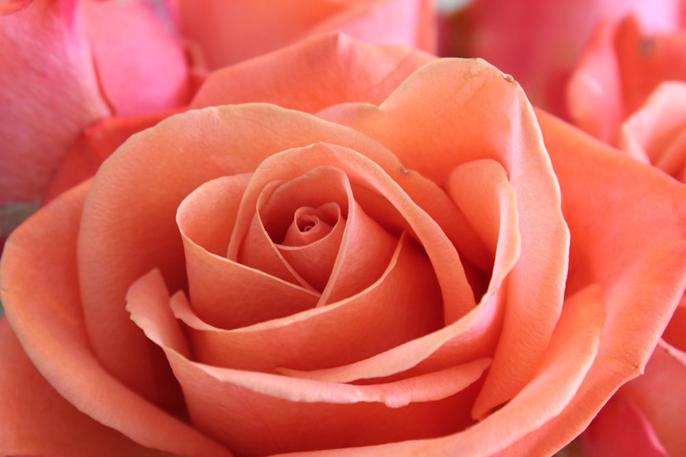 pink rose in close up photography