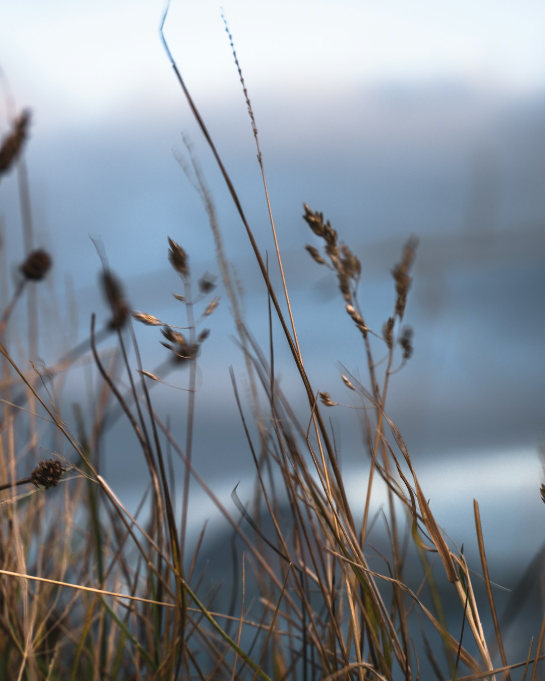 brown wheat in close up photography