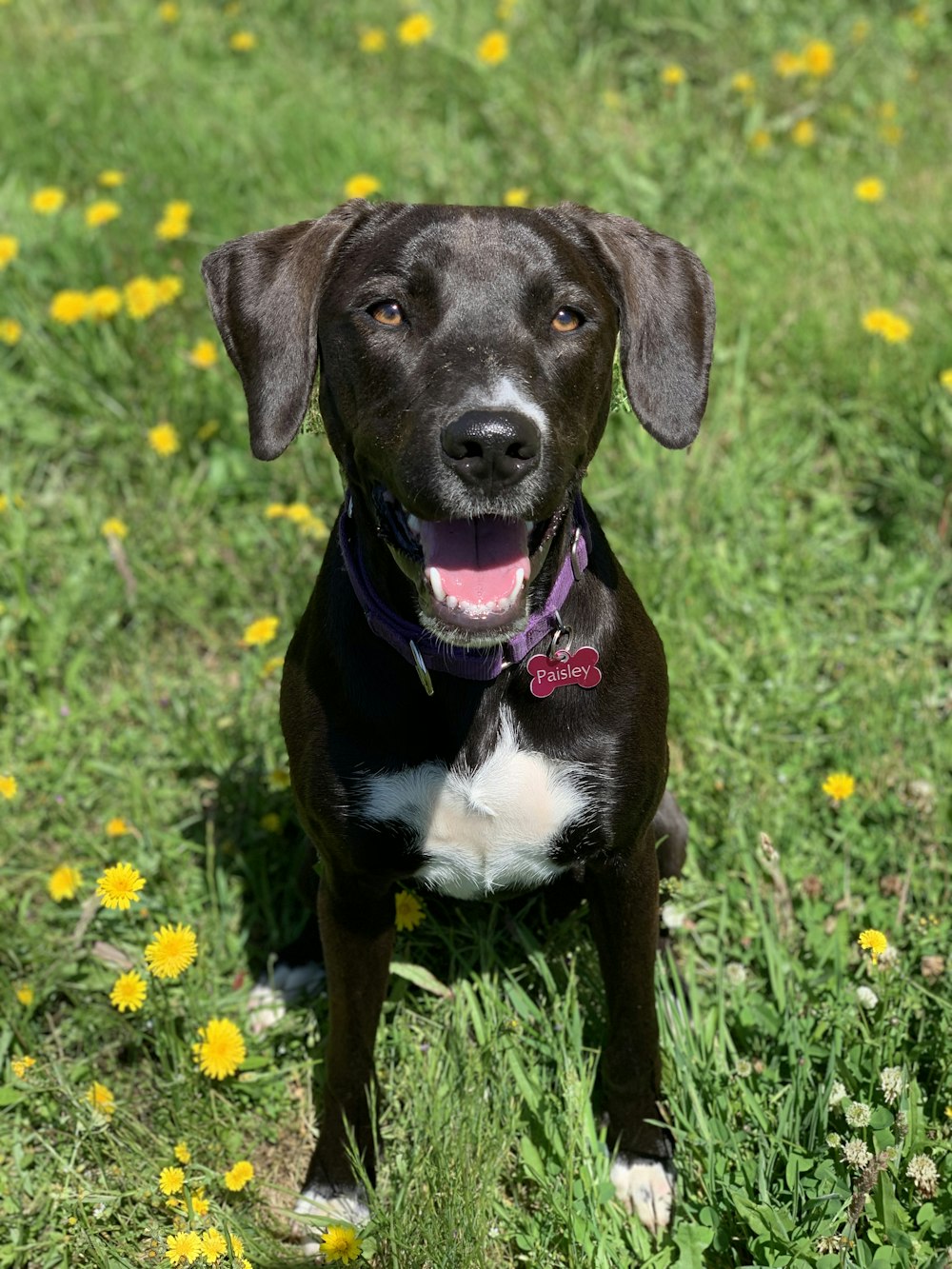 black and white short coated dog sitting on green grass field during daytime