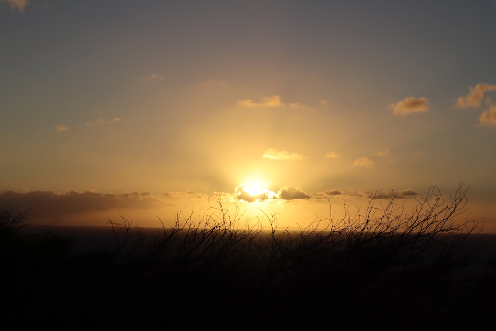 silhouette of grass during sunset