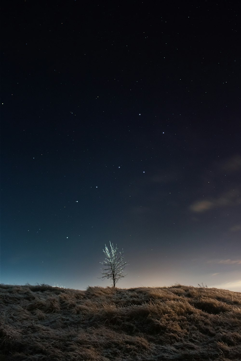 夜の青空の下、茶色の野原に緑の木